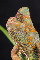 Close-up macro of a veiled chameleon