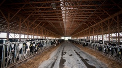 Heifers at Feeding Time