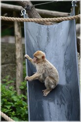 Monkey playing on the water slide