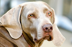 Dog - Portrait
