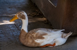 Brown and white calico markings duck