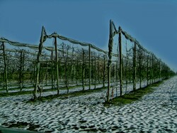 Fruit trees in lowland