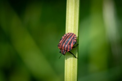 The pajama shield bug Graphosoma italicum, also called pajama bug, red-black stripe bug or prison bug