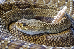 Portrait of a Rattlesnake