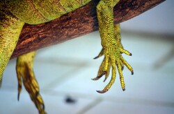 Claw of a lizard