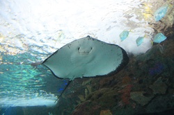 Toronto Ripley Aquarium