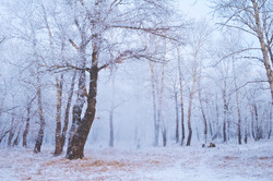 Trees in the forest and the earth covered with snow