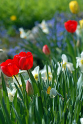 May garden flowers - tulips, daffodils, forget-me-not