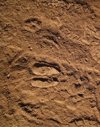 Animal hoof print and partial boot prints in loose sand