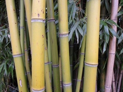 Bamboo, Thatch Vegetation