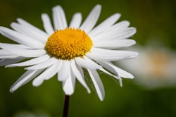 A blooming daisy in the grass in close-up, floral background