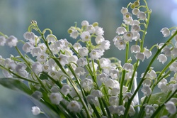 Beautiful bouquet of blooming lilies of the valley