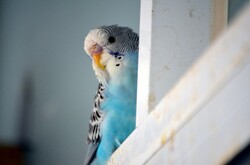 Budgie parakeet hiding