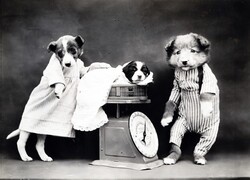 Public domain 1900 vintage photo of dressed dogs in human situation