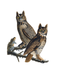 Owl Vintage Clipart Stickers