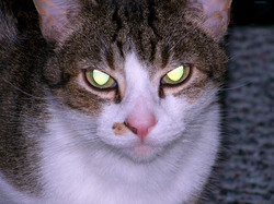 Evil-looking cat with glowing eyes