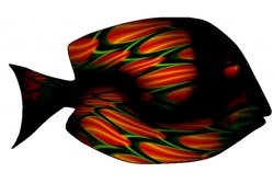 This iridescent op-art tang fish glows with color and texture. The scales and stripes quiver with vivid red blue, green and orange gleaming highlights.