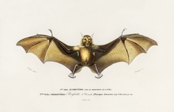 Bat vintage art old antique illustration drawing public domain image restored stains removed