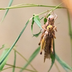 Grasshoppers Mating
