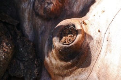 Healed Lesion On A Tree