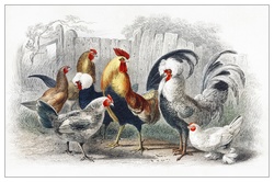 Chickens poultry birds vintage old antique illustration image restored stains removed