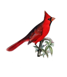 Cardinal Bird Vintage Old