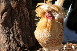 Golden polish hen
