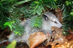 Opossum hiding under a bush