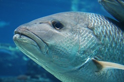 Reef Fish Close