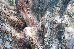 Texture on bark of old tree in fork of branches