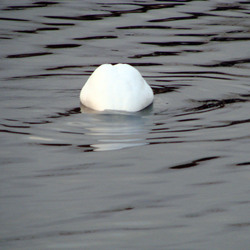Swan hiding his head like an ostrich.