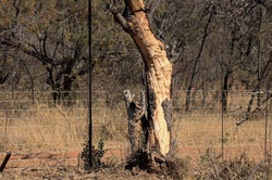 Mature tree with partial bark removal in nature