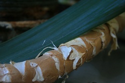 Yuka plant stem