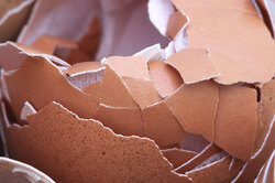 Broken egg shell