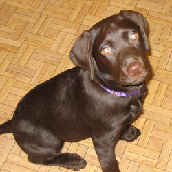 A tiny chocolate brown Labrador puppy