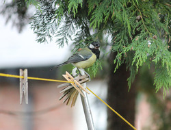 A great tit singing on a washing line