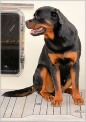 Rottweiler on ship, descends from the molos, a Greek dog
