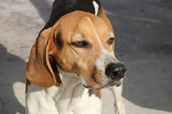 Close-up of face of an American Fox Hound dog.