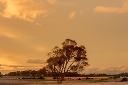 Australian Inland Hot Summers Night