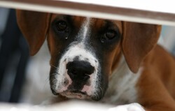 Close up photograph of a Boxer puppy face