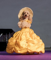 Portrait of a Trained Dog Performer