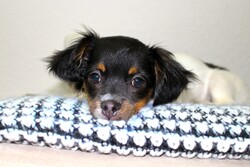 A young dog puppy with his head laying down looking at you with sad puppy eyes