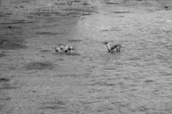 Dogs and water games