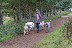 Woman walking dogs on a country lane