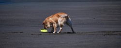 Dog with frisbee at beach