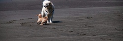 Two wet dogs on ocean shore
