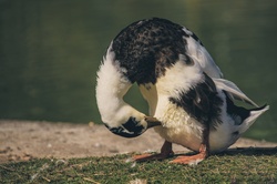 Black and white duck cleaning itself on a farm