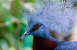 Victoria Crowned Pigeon (Goura Victoria)