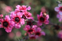 Purple native flower in Denmark, Western Australia