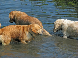 Golden Retriever Dogs